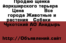 Продаю щенка йоркширского терьера  › Цена ­ 20 000 - Все города Животные и растения » Собаки   . Чукотский АО,Анадырь г.
